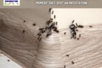 What Should Residents in Orange County Do the Moment They Spot an Infestation