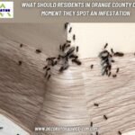 What Should Residents in Orange County Do the Moment They Spot an Infestation