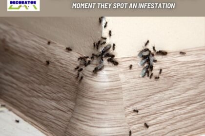 What Should Residents in Orange County Do the Moment They Spot an Infestation