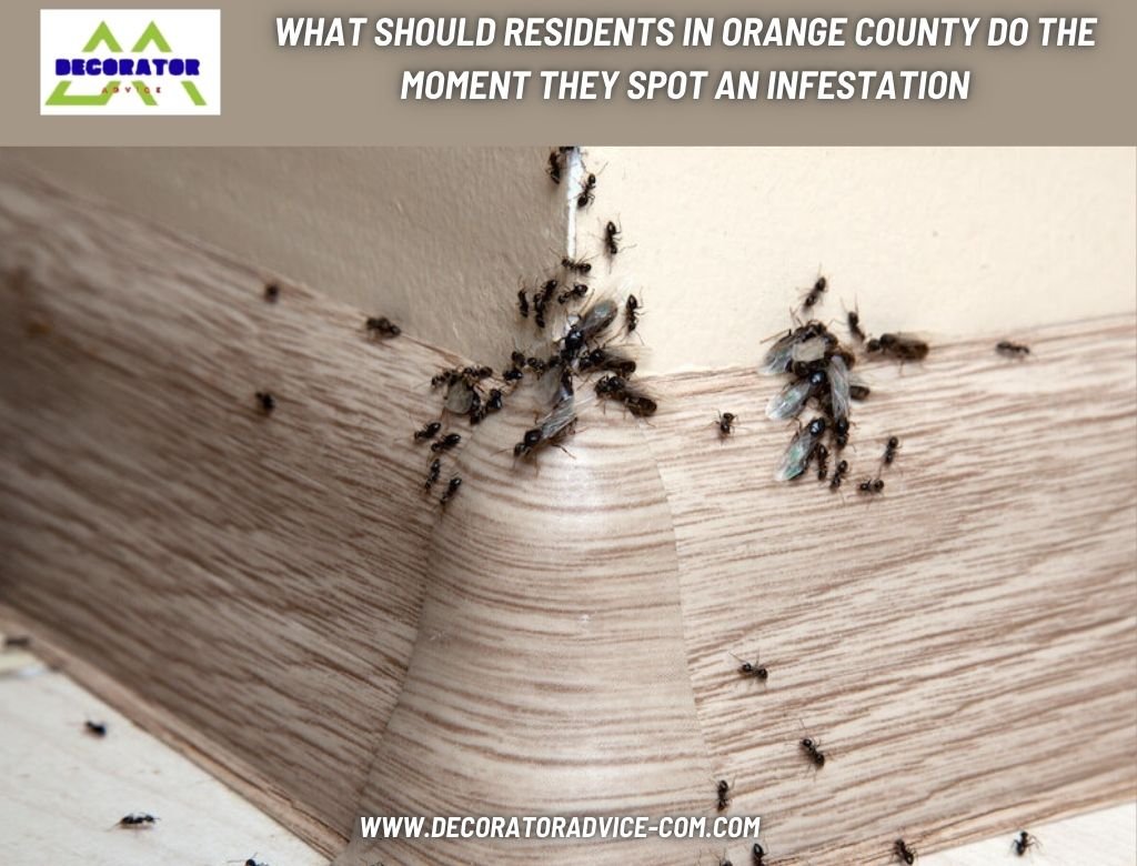 What Should Residents in Orange County Do the Moment They Spot an Infestation